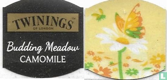 Budding Meadow  Camomile - Image 3