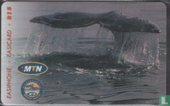 Whale - Bild 1