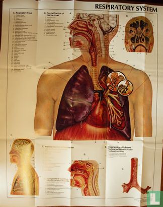Respiratory System - Afbeelding 1