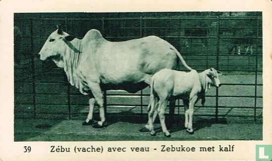 Zebukoe met kalf - Afbeelding 1