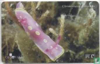 Chromodoris Luteorosea - Afbeelding 1