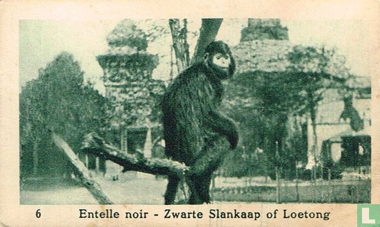 Zwarte slankaap of Loetong - Image 1