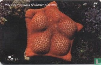 Plocusta Zvjezdaca - Afbeelding 1