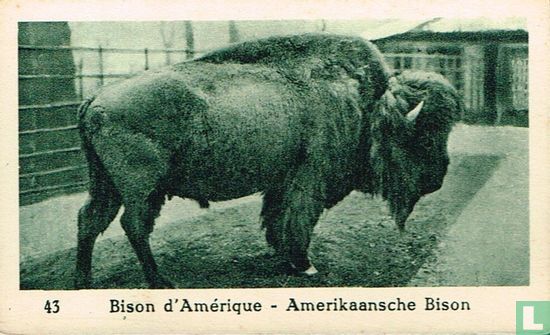 Amerikaansche Bison - Afbeelding 1