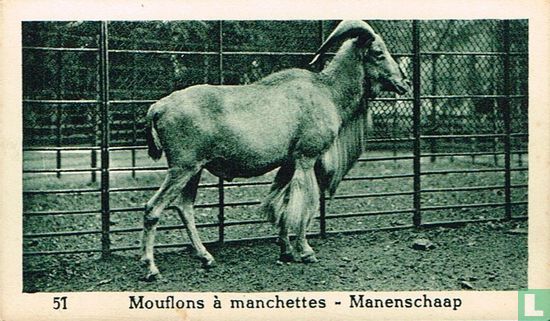 Manenschaap - Afbeelding 1