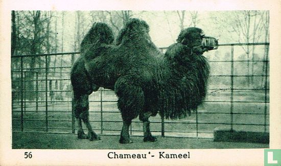 Kameel - Image 1