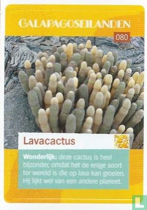 Lavacactus  - Afbeelding 1