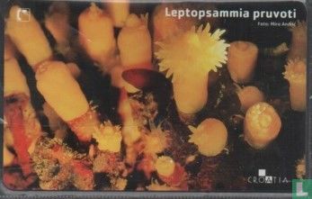 Leptopsammia Pruvoti - Afbeelding 1