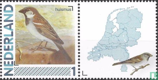 House sparrow - Image 2