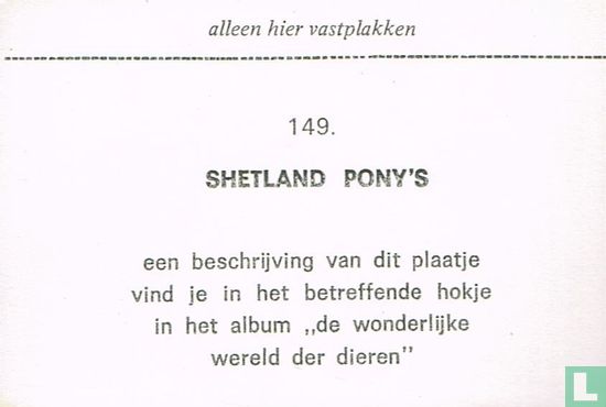 Shetland pony's - Image 2