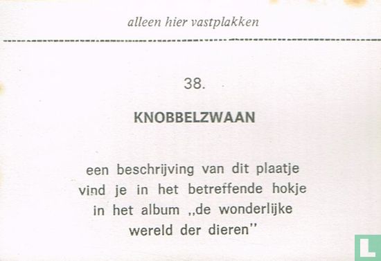 Knobbelzwaan - Image 2
