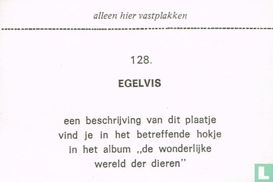 Egelvis - Image 2