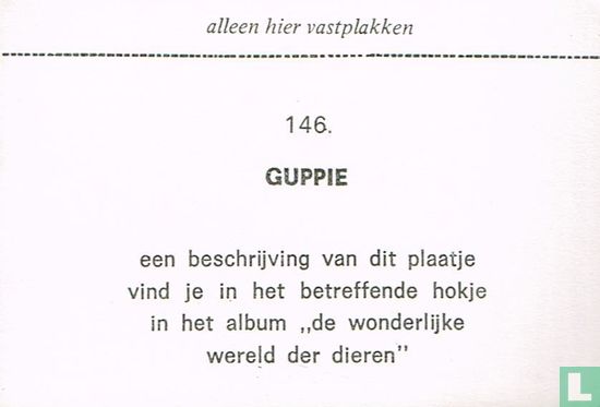 Guppie - Image 2
