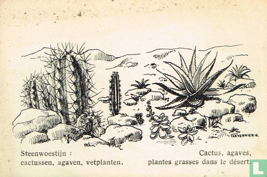 Steenwoestijn: cactussen, agaven, vetplanten - Afbeelding 1