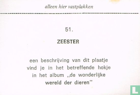 Zeester - Image 2