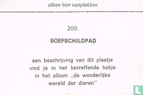 Soepschildpad - Image 2
