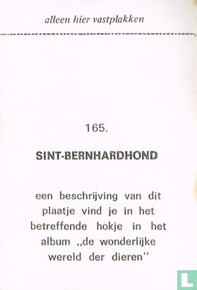 Sint-Bernhardhond - Image 2