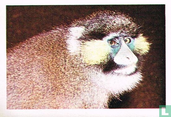 Knevel makako - Image 1