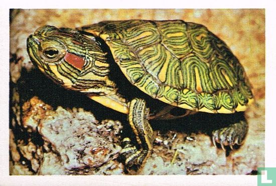 Roodwang schildpad - Image 1