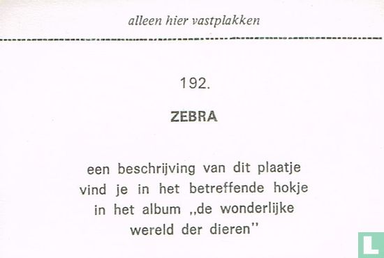 Zebra - Image 2