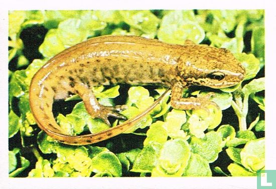 Watersalamander - Image 1