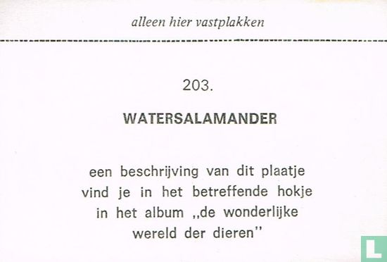 Watersalamander - Image 2
