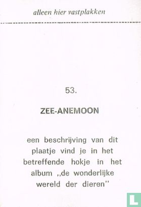 Zee-anemoon - Image 2