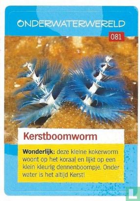 Kerstboomworm  - Image 1