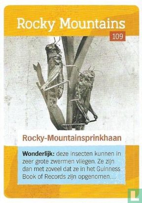 Rocky-Mountainsprinkhaan  - Afbeelding 1