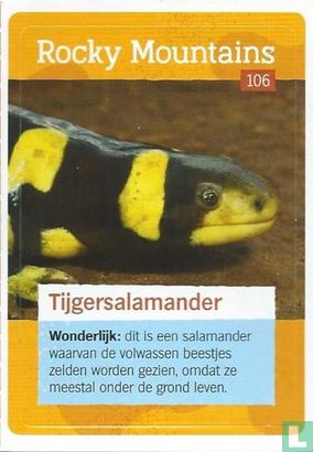 Tijgersalamander  - Afbeelding 1