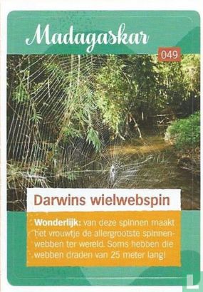 Darwins wielwebspin   - Afbeelding 1