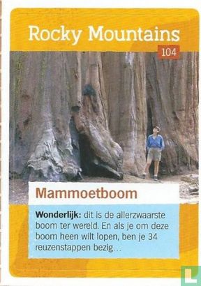 Mammoetboom  - Afbeelding 1