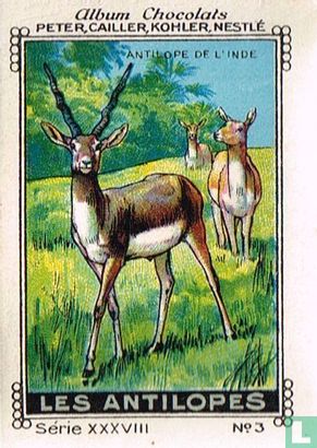 Antilope de l'Inde