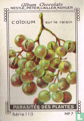 L'Oïdium sur le raisin