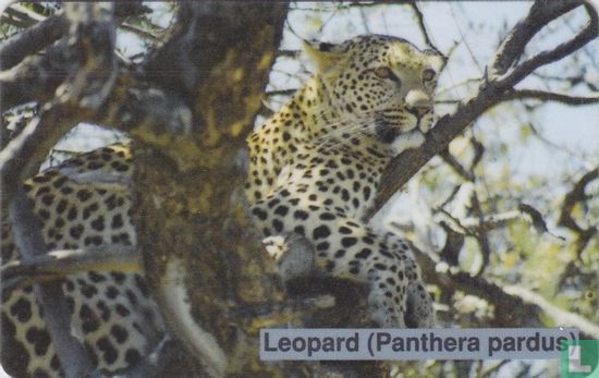 Leopard (Panthera pardus) - Bild 1