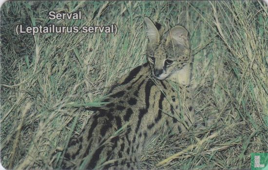 Serval (leptailurus serval) - Bild 1