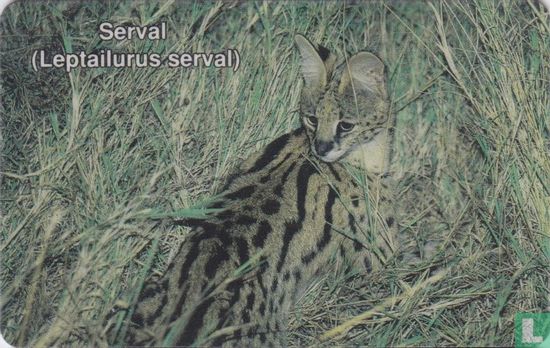 Serval (leptailurus serval) - Bild 1
