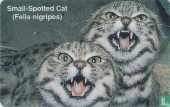Small-Spotted Cat (Felis nigripes) - Bild 1