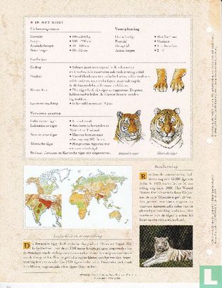 Bengaalse tijger - Image 2