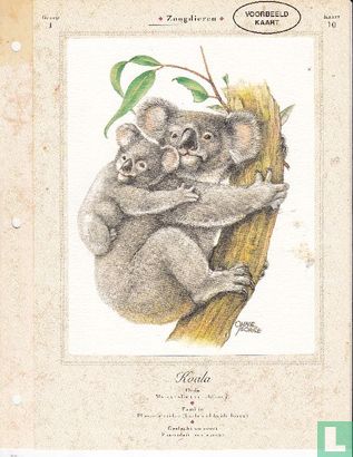 Dieren: Koala  - Bild 1