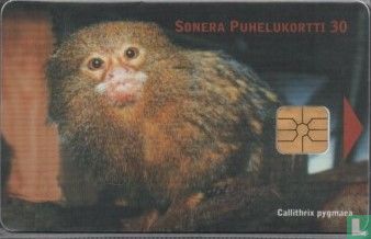 Monkey - Image 1