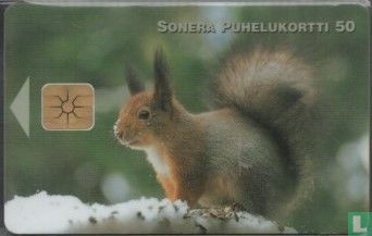 Squirrel - Afbeelding 1