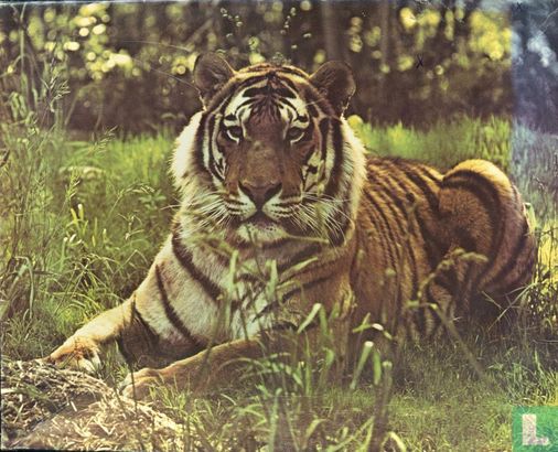 Royal Bengal Tiger - Image 1