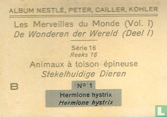 Hermione hystrix - Image 2