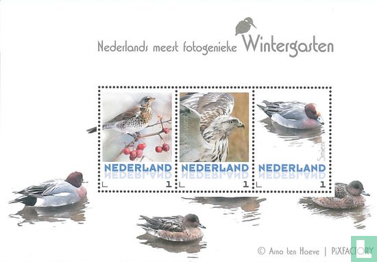 Fotogensten niederländischen Winter Gäste