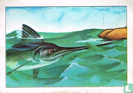 Een ander gevaar, de steeds strijdlustige zwaardvis - Afbeelding 1