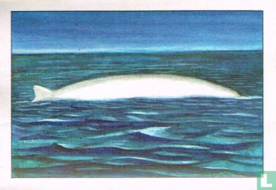 De witte walvis - Afbeelding 1