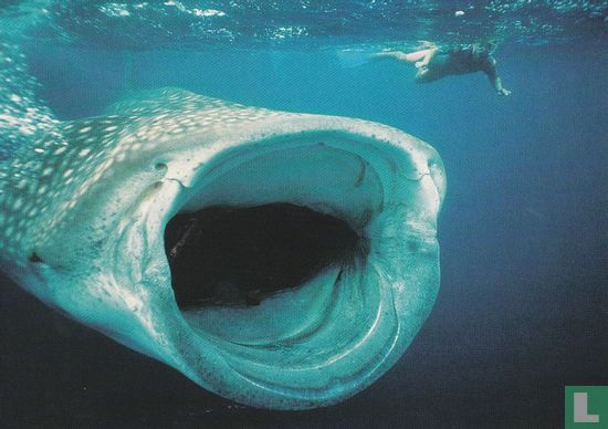 SC046 - Sports - Ron + Valerie Taylor 'Whale Shark' - Afbeelding 1