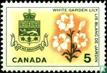 Quebec - White Garden Lily