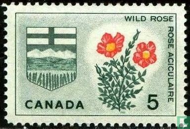 Alberta - Wild Rose